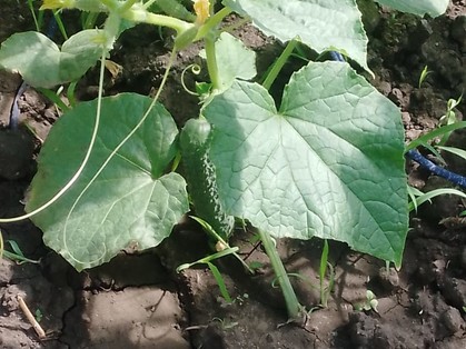 Фото дома престарелых в Новосибирске. Частный пансионат для пожилых людей в Новосибирске: Наша теплица и первый урожай в пансионате для пожилых (НСК)